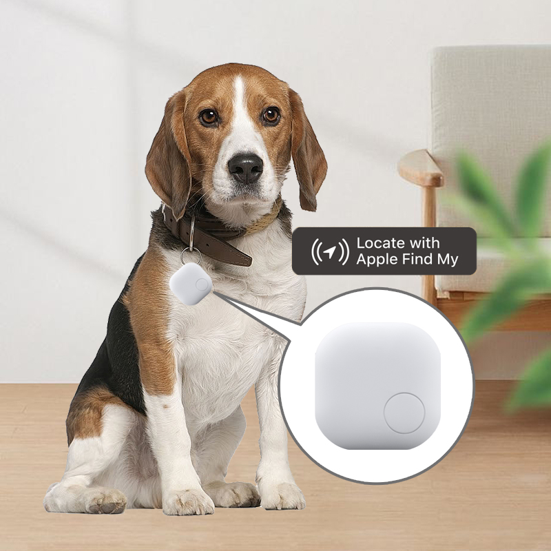 What Will You Do If Your Dog Lost ?丨MSH