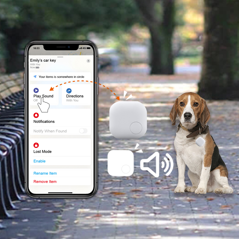 What Will You Do If Your Dog Lost ?丨MSH